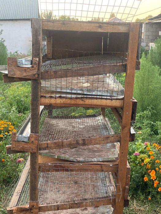 Бодене кора бу/у