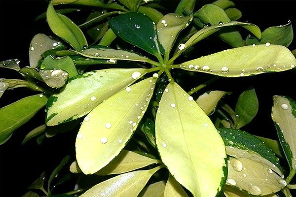 Комнатные растения