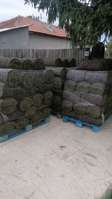 Gazon plante ornamentale sistem de irigat