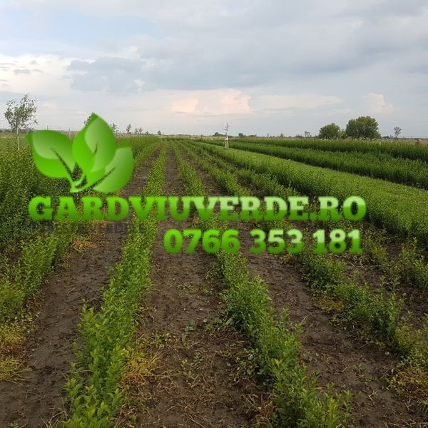 Gard viu direct din pepiniera Produs 100% in romania,