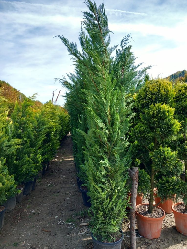 Plante ornamentale la preț de producător