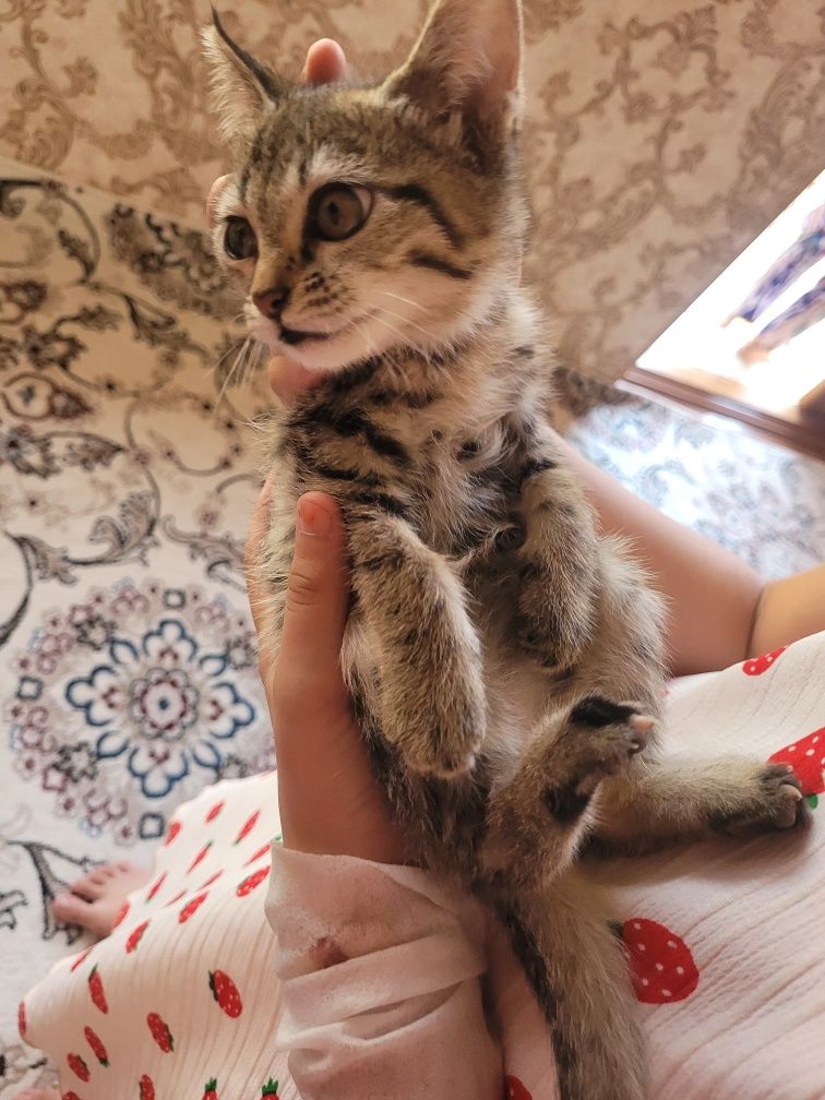 Даю кошек 1 мальчик и 1 девушка