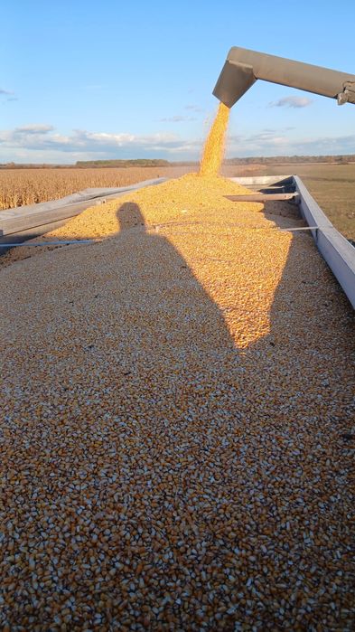 Porumb producție 2025