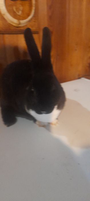 Vand iepure rex dalmațian