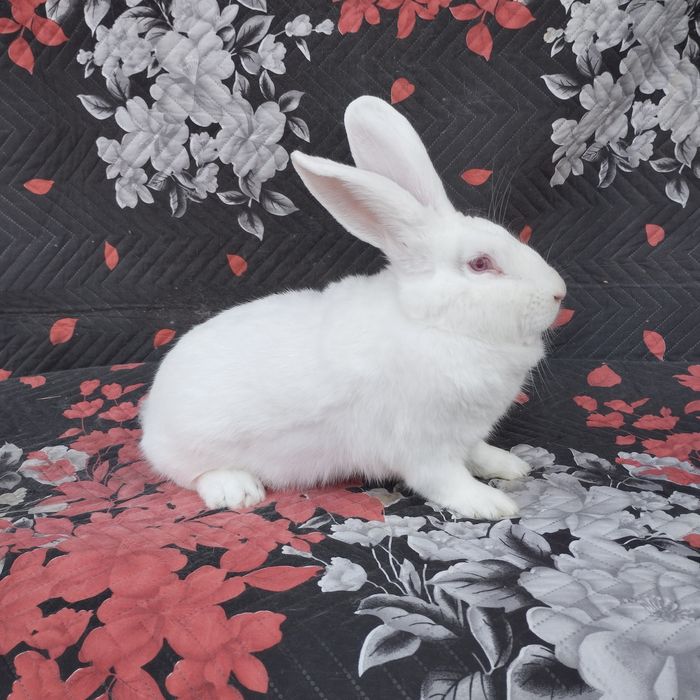 Цика и калифорнийски зайци