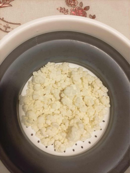 Vand tulpina kefir caucazian