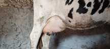 Vand Vaca Holstein