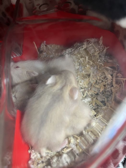 Vand pui de hamster pitic.