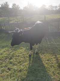 Vaca de vânzare în Budesti Râmnicu Vâlcea