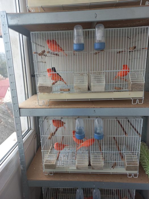 Vând canari gospodăria proprie