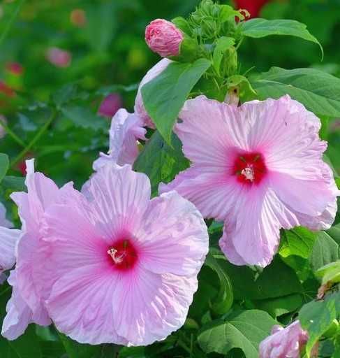 Hibiscus Syriacus- Trandafir de gradina