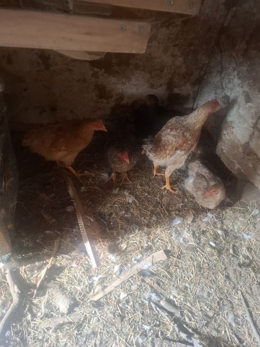 Găini și cocosii de vânzare