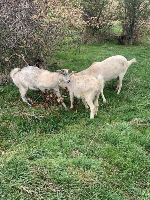Vand capra cu 2 iede mari