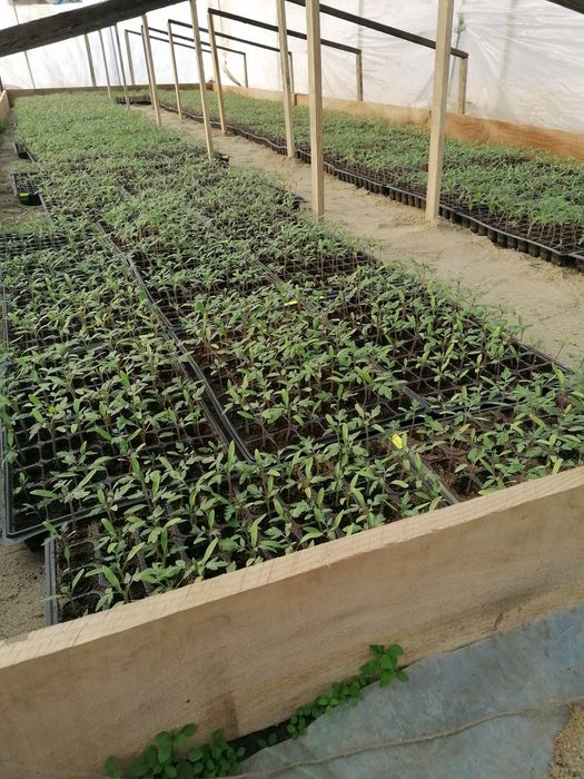 Rasaduri de vanzare !