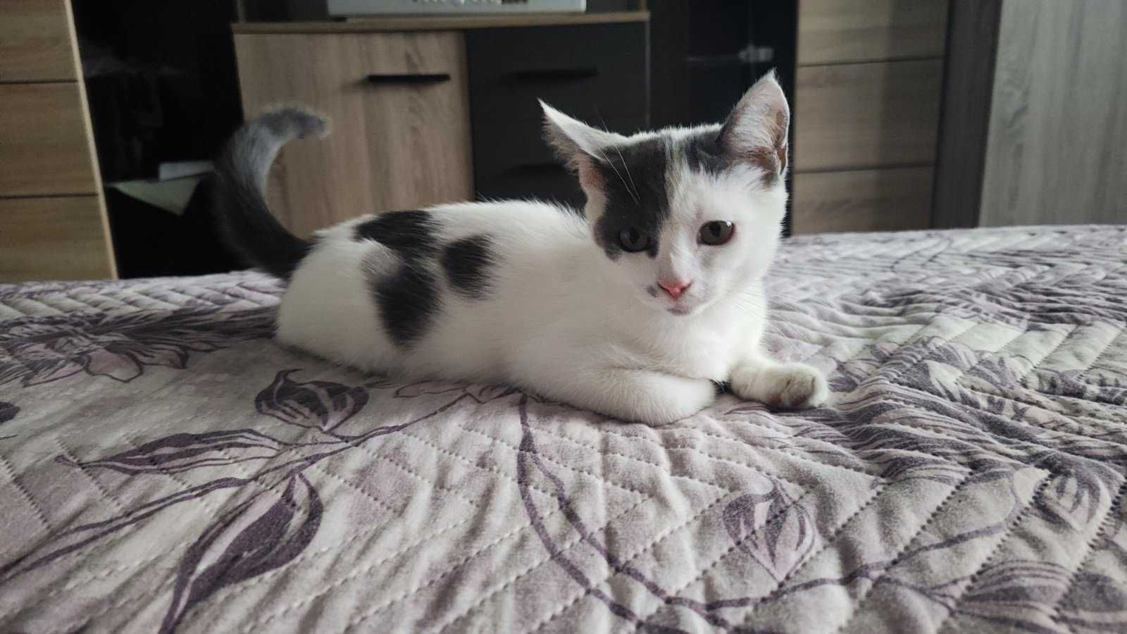 Подарявам котенца