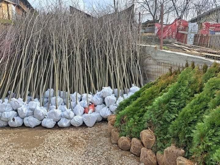 Tuia smaralad leylandii palmieri mesteacan orice planta ornamentala