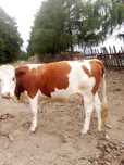 Vaca tânăra gestanta
