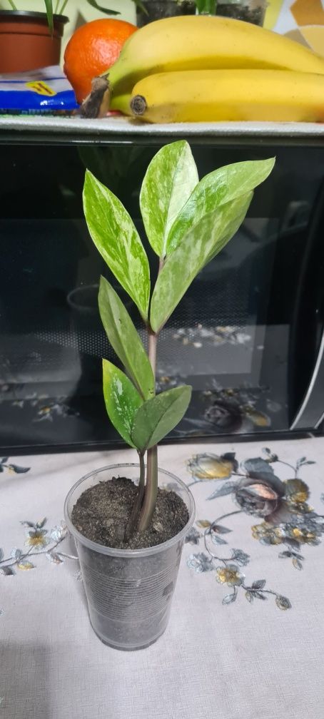 Продам сортовой Замиакулькас