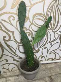 Продам красивый кактус необычной формы
