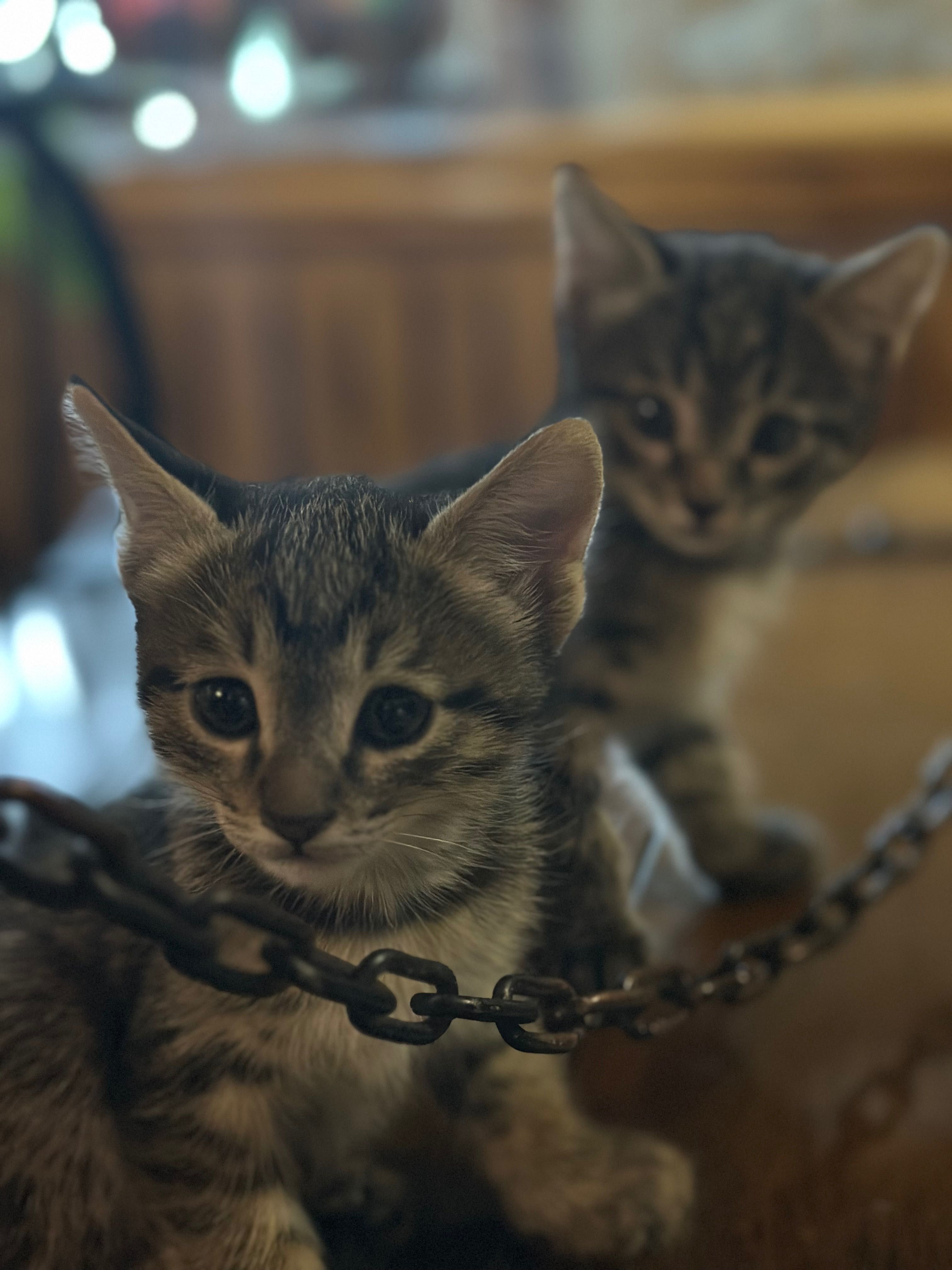 Котята 1,5 месяца