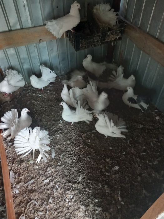 Porumbei de vânzare