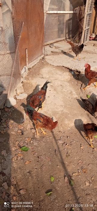 Жойдори хуроз сроча