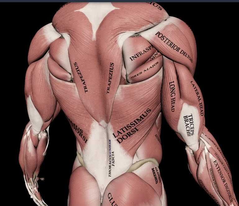 Курс „фитнес инструктор“