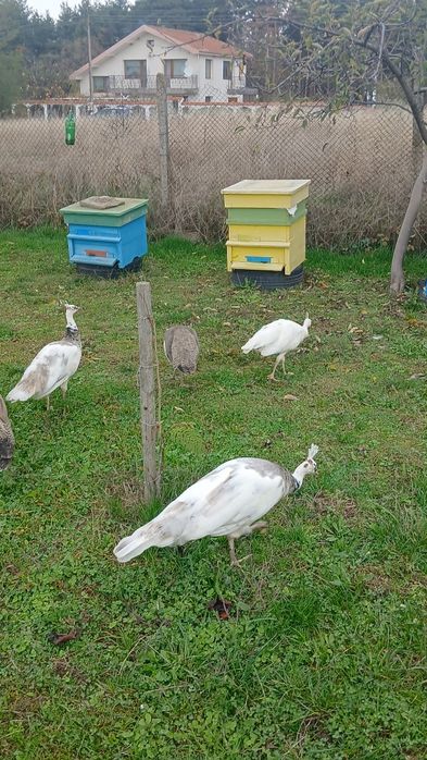 Свободни пауни  сребърни Арлекини  Бели  индийски  обикновени