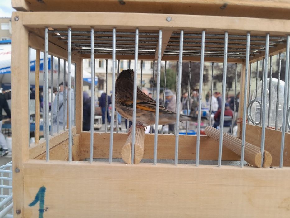 Vand Hibrizi de Canari