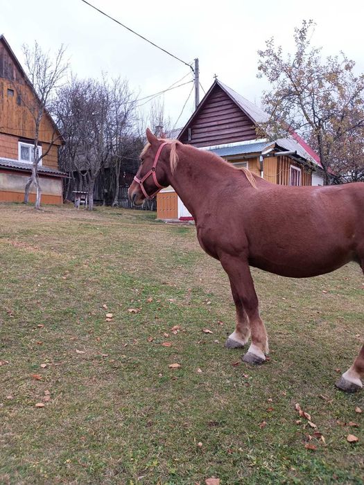 Vând iapă garantată