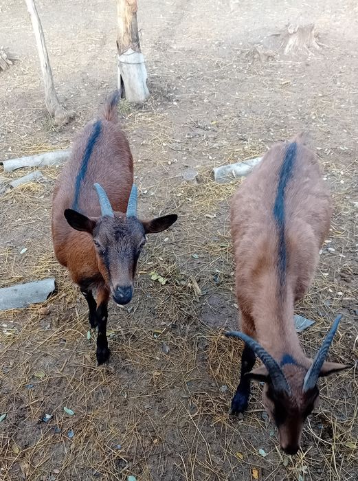 Vand capre alpin francez