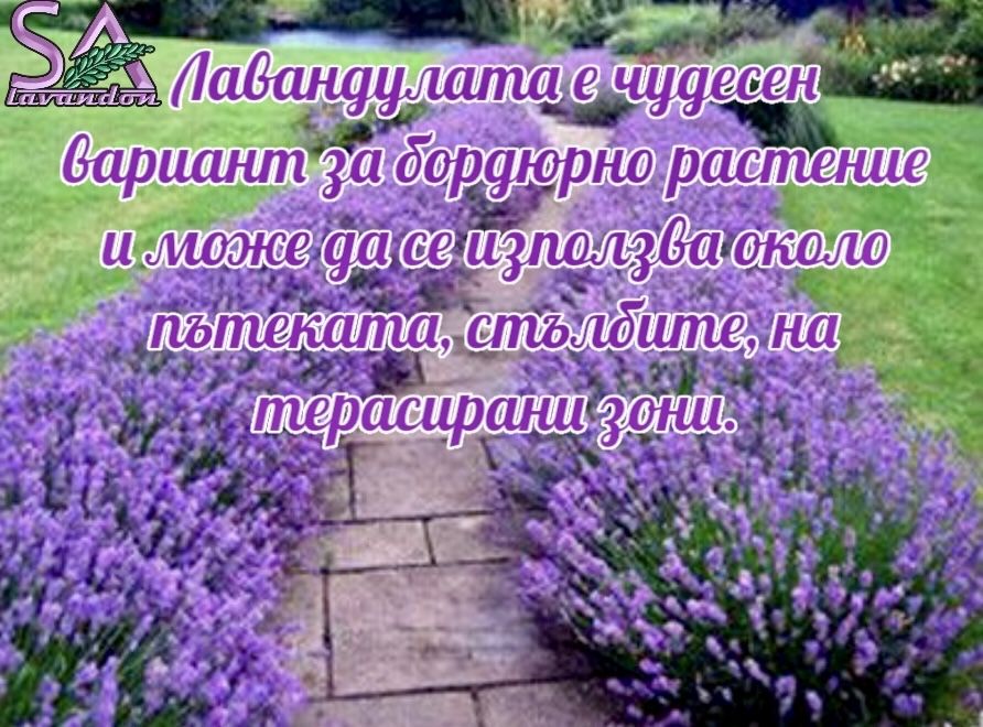 Българска Маслодайна Роза,Лавандула-саксии,разсад и туфички…