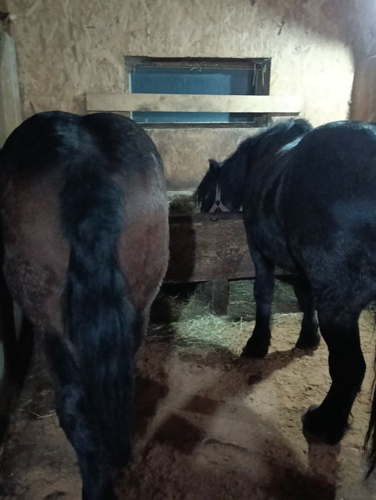 Vând doi armăsari cu vârsta de 2 și 3 ani