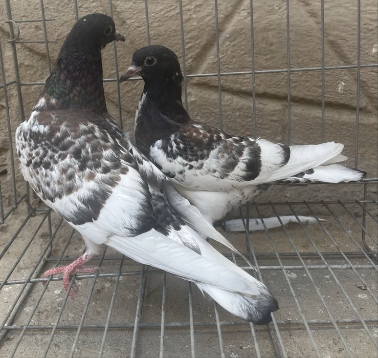 Продам голубей(молодняк)