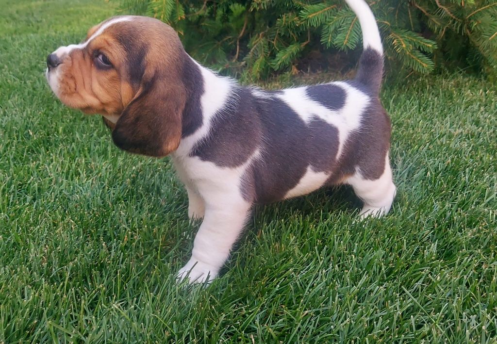 Pui beagle cu certificat pedigree