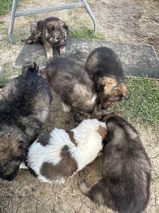 Donez cățeluși de talie mică de curte