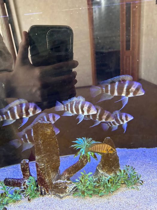 Хитой аквариум сотилади.