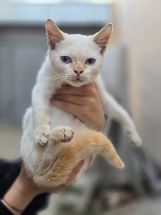 Малыш ищет дом! Тайский Ред поинт(4 месяца)