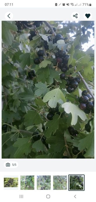 Смародина кучати