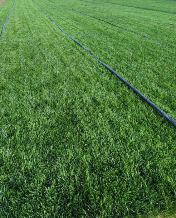 Газон Микроклимат  Палив хизматлари уйигизга ёки офисга тақдим этамиз