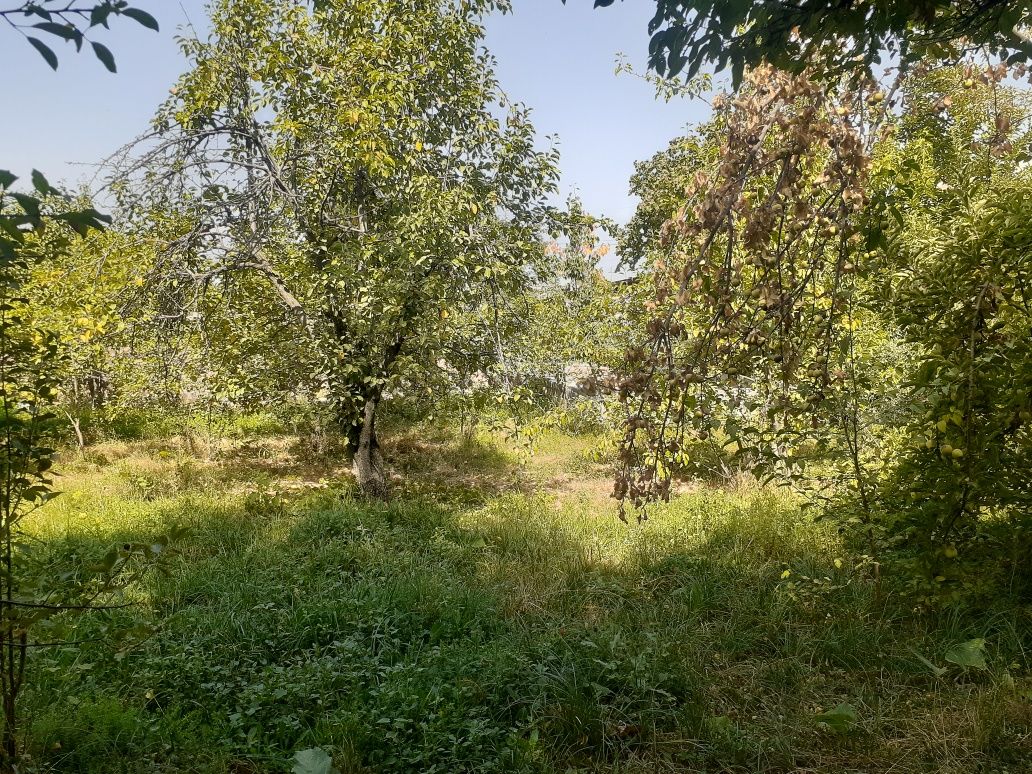 Qoramozorda yer sotiladi