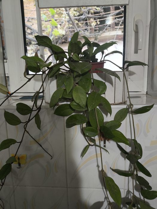 Два горшка с цветами Денежное дерево и другие цветы