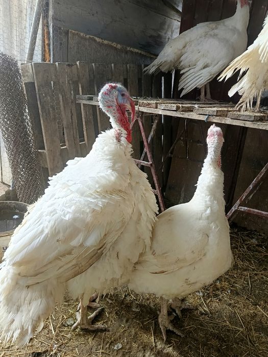 Curci de vânzare 32 lei kg