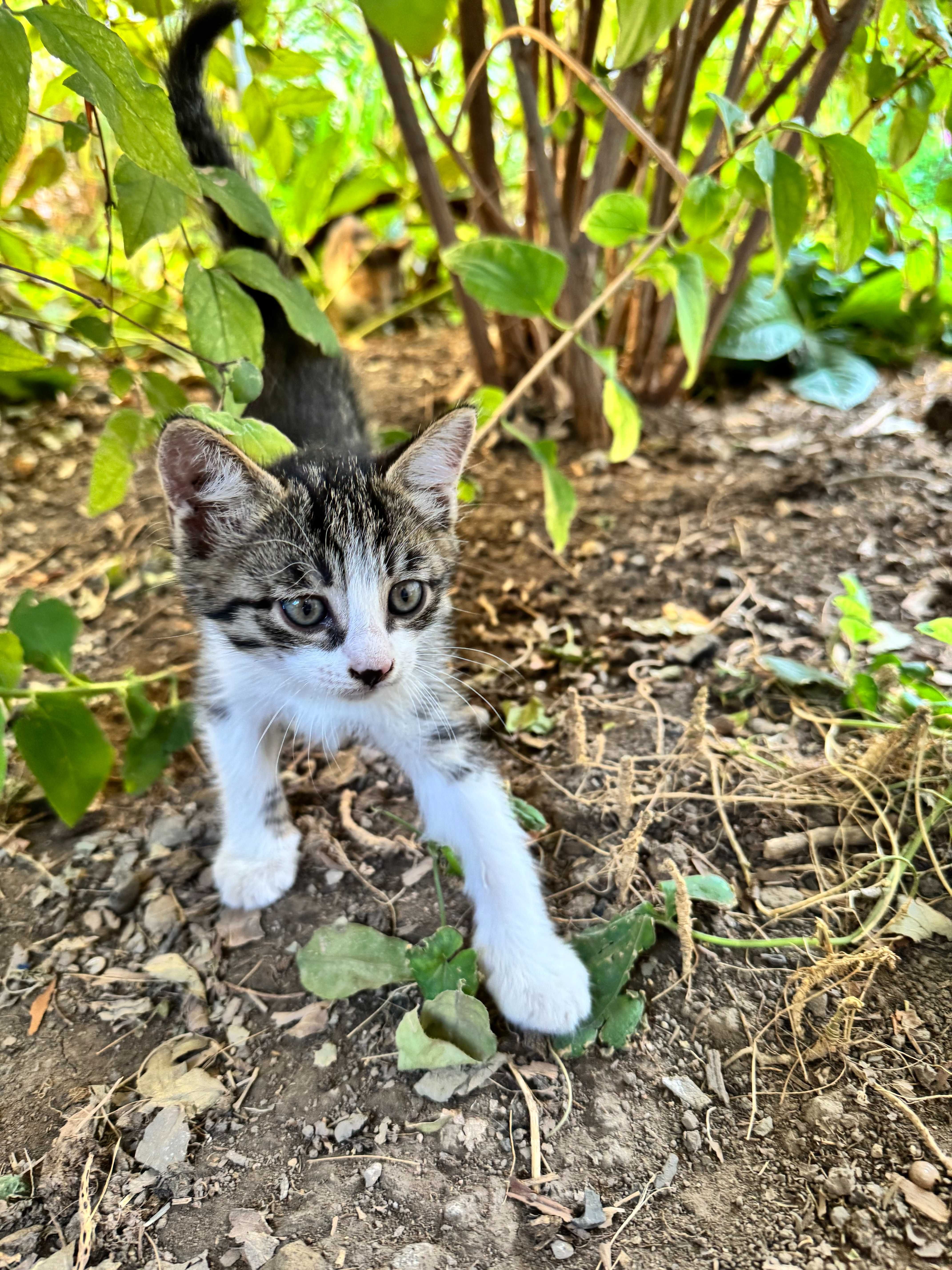 Милые котята ждут заботливых хозяев