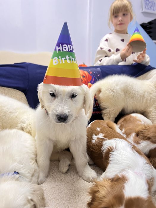 Golden retriever superb!