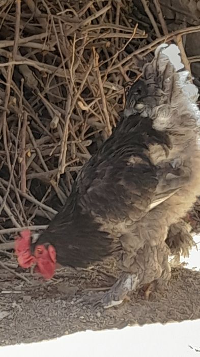 Brama Xo'rozlar bor sotiladi