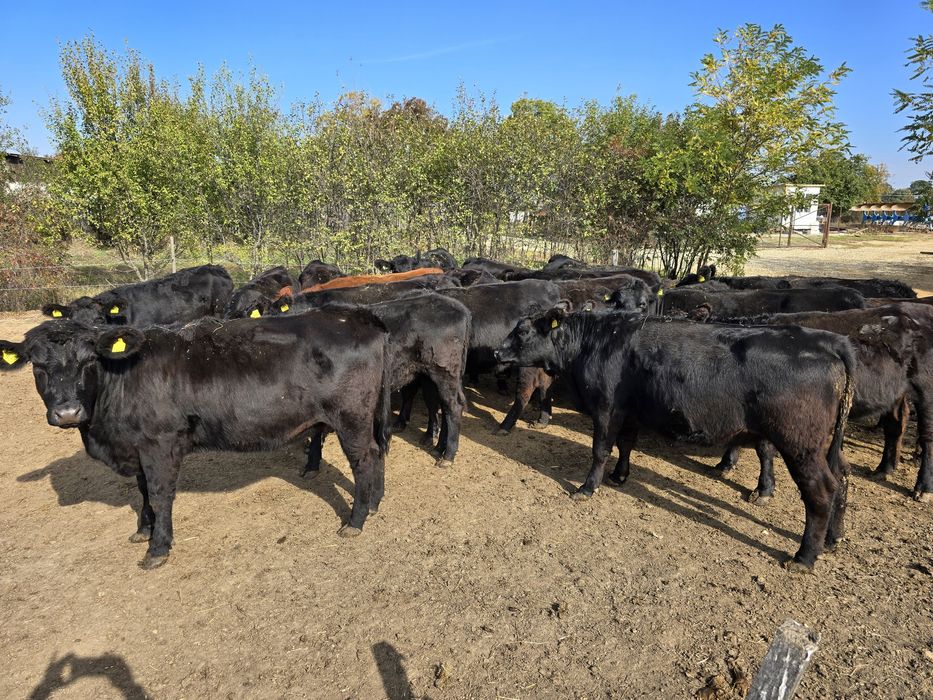 Lot 24 Vitele Gestante Angus