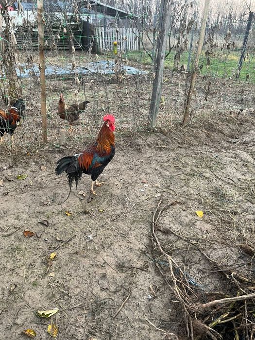 Vând cocoși italienii