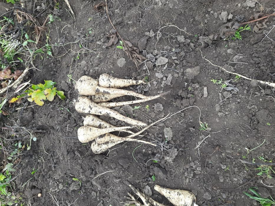 Vând     păstârnac