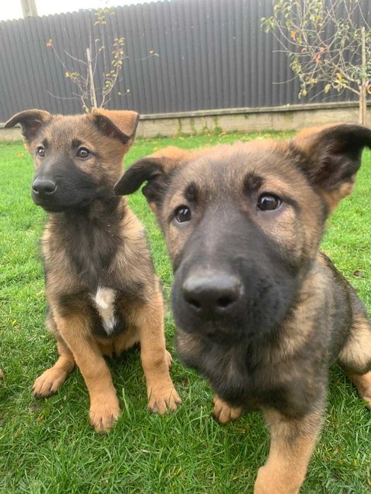 Rasa mixtă Malinois x Ciobănesc German